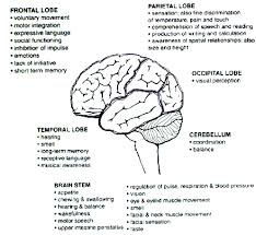 Sign In Brain Anatomy Brain Anatomy And Function Human Brain Anatomy