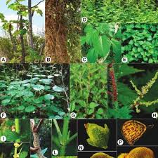 Image result for Droguetia iners