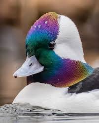 Birds Of The World On Instagram Follow Birds Adored For Awesome Bird Photography In 2020 Bird Species Wild Animals Videos Bird