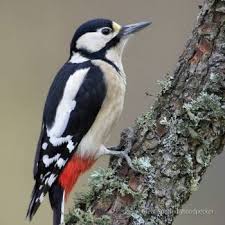 Small Bird With Black And White Head Uk Great Spotted Woodpecker Resident Of The Uk 1 25 Pieces Spotted Woodpecker Black And White Birds Woodpecker