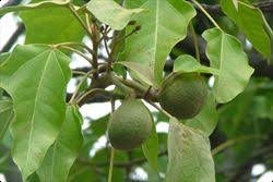 Image result for Aleurites