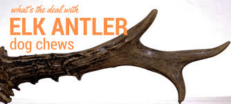Antler guyz provide elk antler. 3 Best Elk Antler Dog Chews For Your Canine