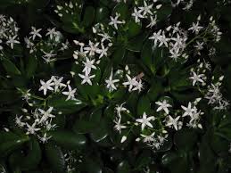 Image result for Crassula zombensis