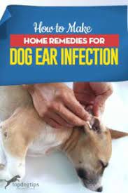 How To Make Home Remedies For Dog Ear Infection Dogs Ears Infection Ear Infection Remedy Ear Infection