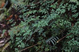 Image result for Afroligusticum runssoricum