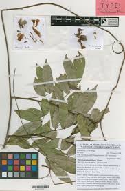 Image result for Platysepalum