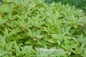 Image result for Acalypha sonderiana