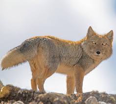Animals can be categorized as domestic, birds, mammals, insects, reptiles, sea animals, wild and farm animals. Check Out This Beauty The Tibetan Sand Fox Spotted In Sikkim India By Wildographer Photographic Guide Adityaa Chavan Tibetan Fox Big Fluffy Dogs Fox
