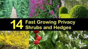 Fits in great around pools, garden ponds. 14 Fast Growing Privacy Shrubs And Hedges