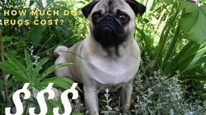 Lancaster puppies has dozens of puppies for less than $500. How Much Is A Pug Guide To Buying A Pug Puppy