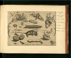 Check out our joris hoefnagel selection for the very best in unique or custom, handmade pieces from our shops. Nature S Bible Hoefnagel Archetypa Studiaque Patris