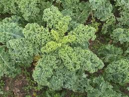 Chou Kale Chou Vert Frise Brassica Oleracea Convar Acephala Var Laciniata Chou Kale Choux Chou Vert Frise
