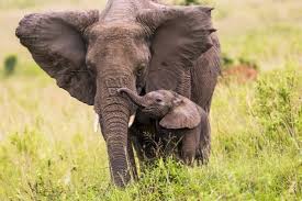 Hhs a to z index: Tiger Mom Helicopter Parent And More Words For Parenting Types Merriam Webster
