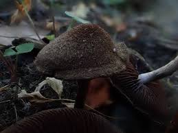 Image result for Macrotyloma stenophyllum