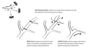 When your japanese maple gets old enough to need some shaping, it shouldn't be pruned in the early spring. Japanese Maple Pruning Seattle S Favorite Garden Store Since 1924 Swansons Nursery