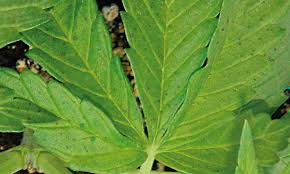 É esse o fungo que eu mostrei nas fotos do post fungicida natural a fumagina causa manchas pretas que ficam com aspecto de uma película e vão se espalhando até tomar toda a folha e aos poucos toda a planta. Tipos De Fungos Na Cannabis Prevencao Recursos E Tratamentos