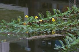 Image result for Aeschynomene