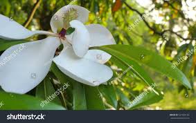 Image result for ficus elastica flower