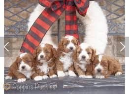 The most common royalty free puppies material is plastic. Mini Mini F1b Goldendoodle Puppies Goldendoodle Puppy F1b Goldendoodle Goldendoodle