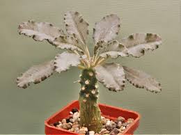 Image result for Dorstenia benguellensis
