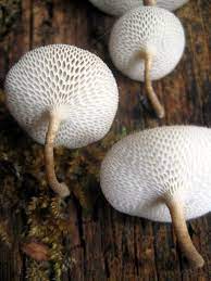 Mushrooms By Reflectthestorm1 On Deviantart Stuffed Mushrooms Magical Mushrooms Plant Fungus