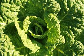Sayuran hijau juga mudah dicari dan diolah, salah satunya bayam, brokoli dan kubis. Kohl Sayur Sayuran Hijau Foto Gratis Di Pixabay
