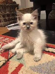 The person who found him took the little guy to a. File 10 Week Old Bluepoint Male Ragdoll Kitten Jpg Wikipedia