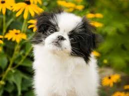 We are happy to announce that we have a healthy litter of 5 shih tzu x japanese chin puppies. Japanese Chin Price Temperament Life Span