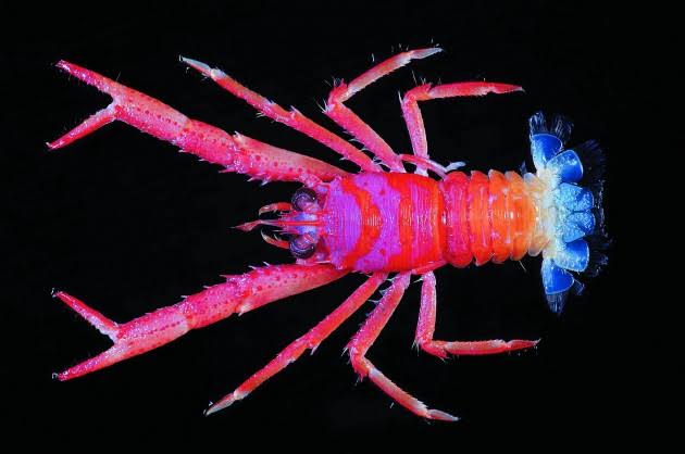Mga resulta ng larawan para sa Abyssal Zone Squat Lobster"