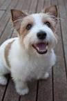 Long Hair Jack Russell - Profile of The Rough Coat Jack ...