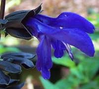 Image result for Dicliptera pumila