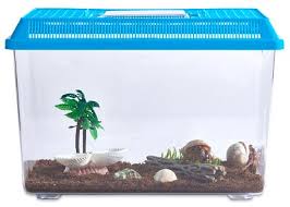 Hermit Crab Starter Kit Starter Pet For Kids Nature Gift Store