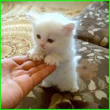  Gambar Kucing Sedih Nangis Kittens Cutest Cute Animals Kittens And Puppies
