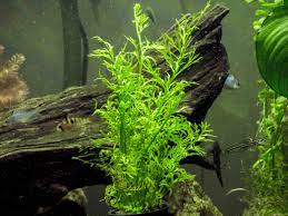 pin on aquarium items