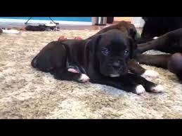 Black boxer puppies with a nice temperament are playful and curious. Black Boxer Puppy Falling Asleep Youtube