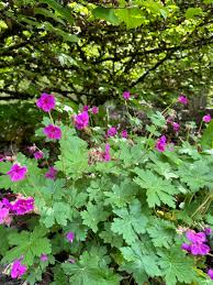 Image result for Geranium vagans