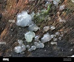 Image result for Exidia nucleata