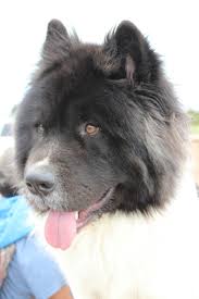 Long Hair Akita Koda My Big Ball Of Fluff