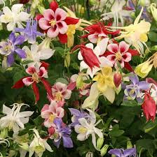 Image result for Aquilegia pompom mix