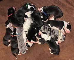 Puppyfinder.com is proud to be a part of the online adoption community. Rose Great Danes Puppies Harlequin Black Mantle Merle