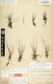 Image result for Eleocharis caduca