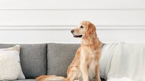 They are a laid back breed but yet still playful. Golden Retriever Full Profile History And Care