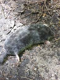 A small, dark, furry mammal that lives in passages it digs under the ground. Hairy Tailed Mole Wikiwand
