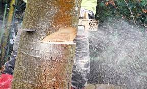 Wann ist der richtige zeitpunkt? Baum Fallen Lassen Meister Meister Erklart Wie Das Geht