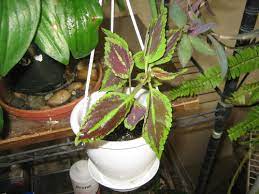 I give midsize plants and. Help New Coleus Drooping After Potting