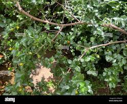 Image result for Carissa spinarum