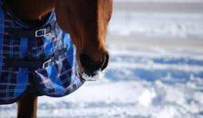 Blanketing Horses Fox Valley Equine