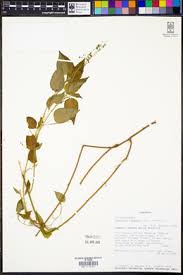 Image result for Acalypha racemosa