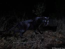 If you have your own one, just send us the image and we will show it on the. See Stunning New Photos Of Rare African Black Leopard Smart News Smithsonian Magazine