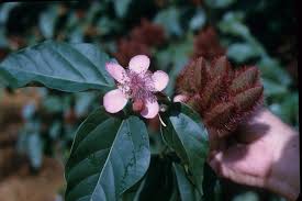 Image result for Bixaceae